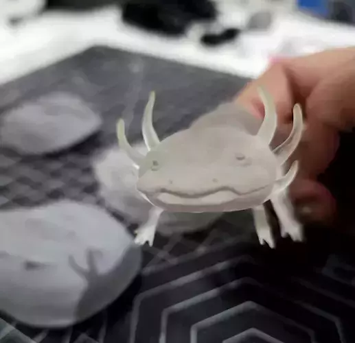 Ambystoma mexicanum - Mexican salamander - Walking fish