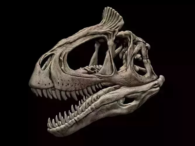 Cryolophosaurus Skull