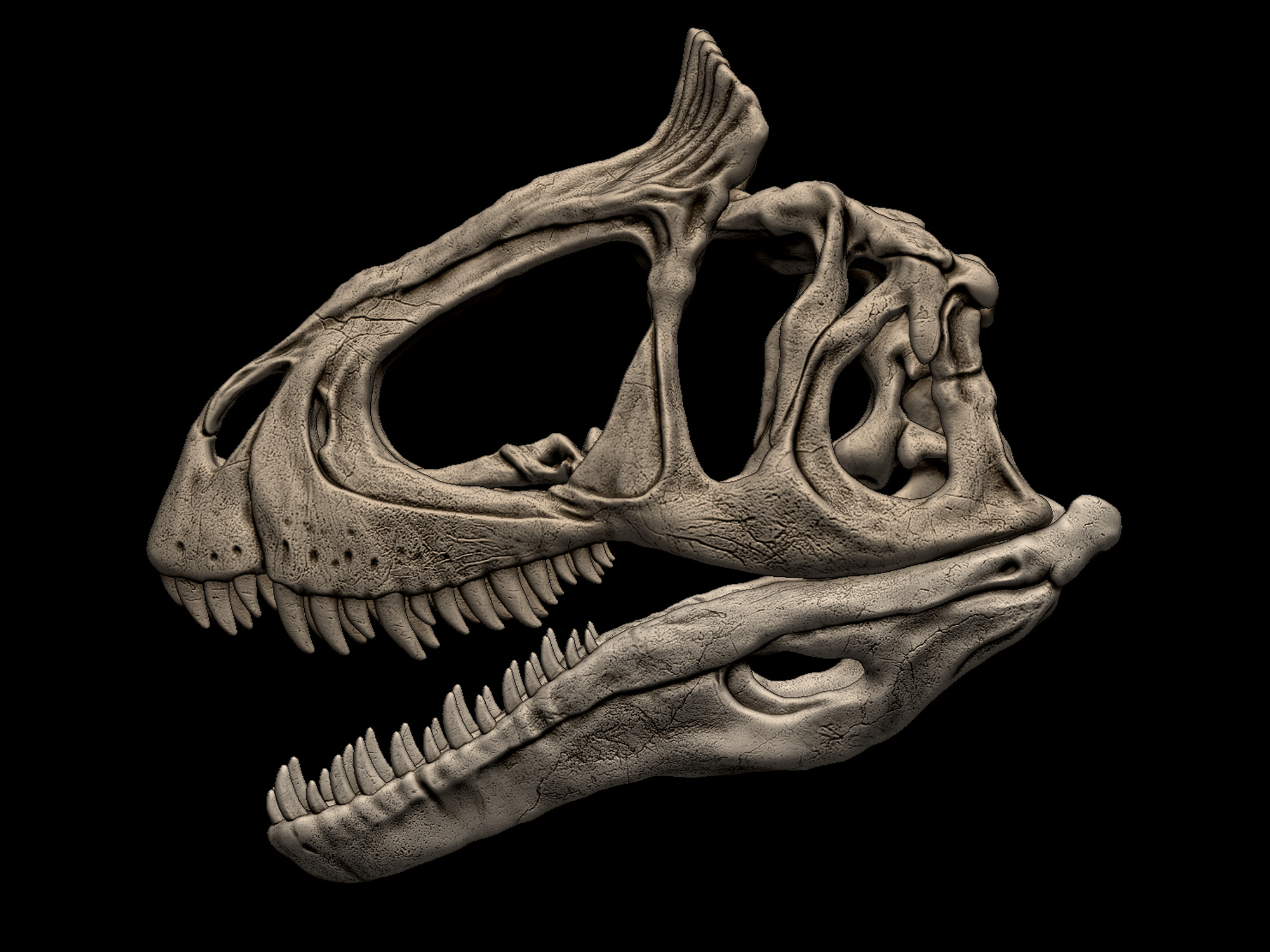 Cryolophosaurus Skull 3D print model