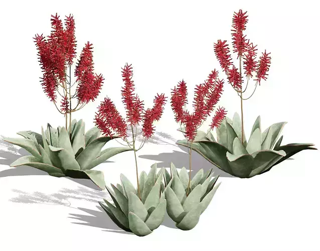South African Aloe Striata 3D Model Low-poly 3D model