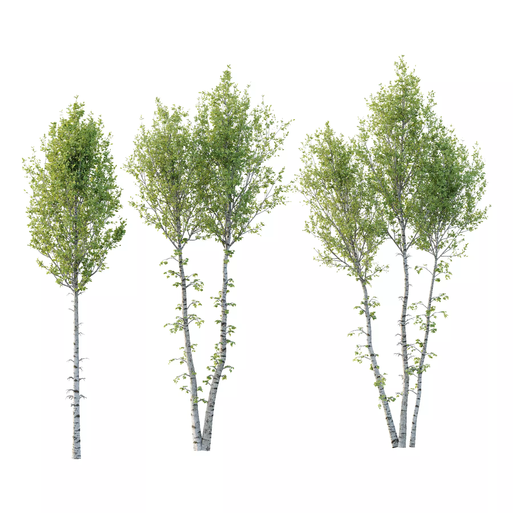 Betula Pendula Tree 04 3D model_0
