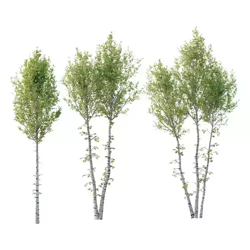 Betula Pendula Tree 04 3D model Betula Pendula Tree 04 3D model