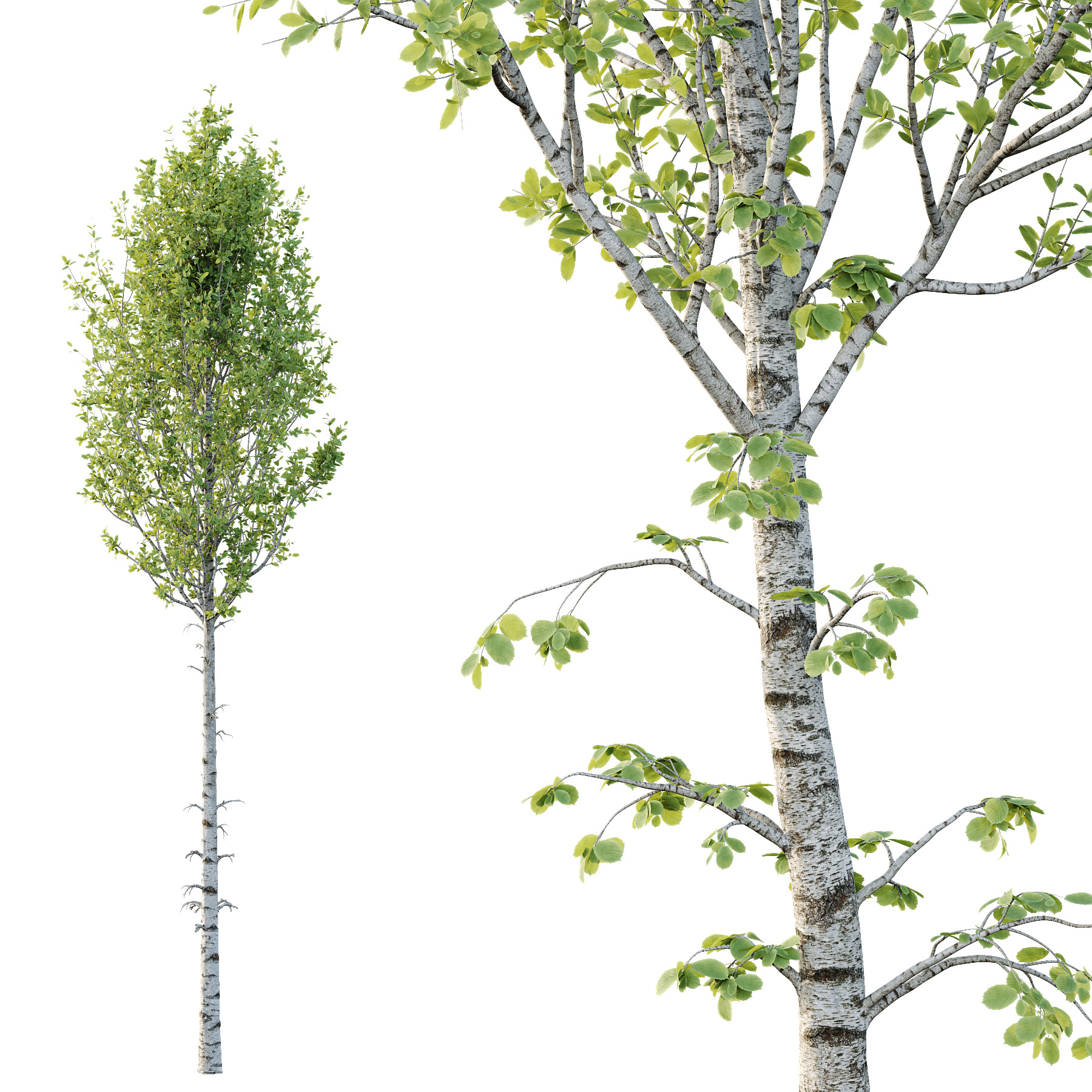 Betula Pendula Tree 04 3D model_2