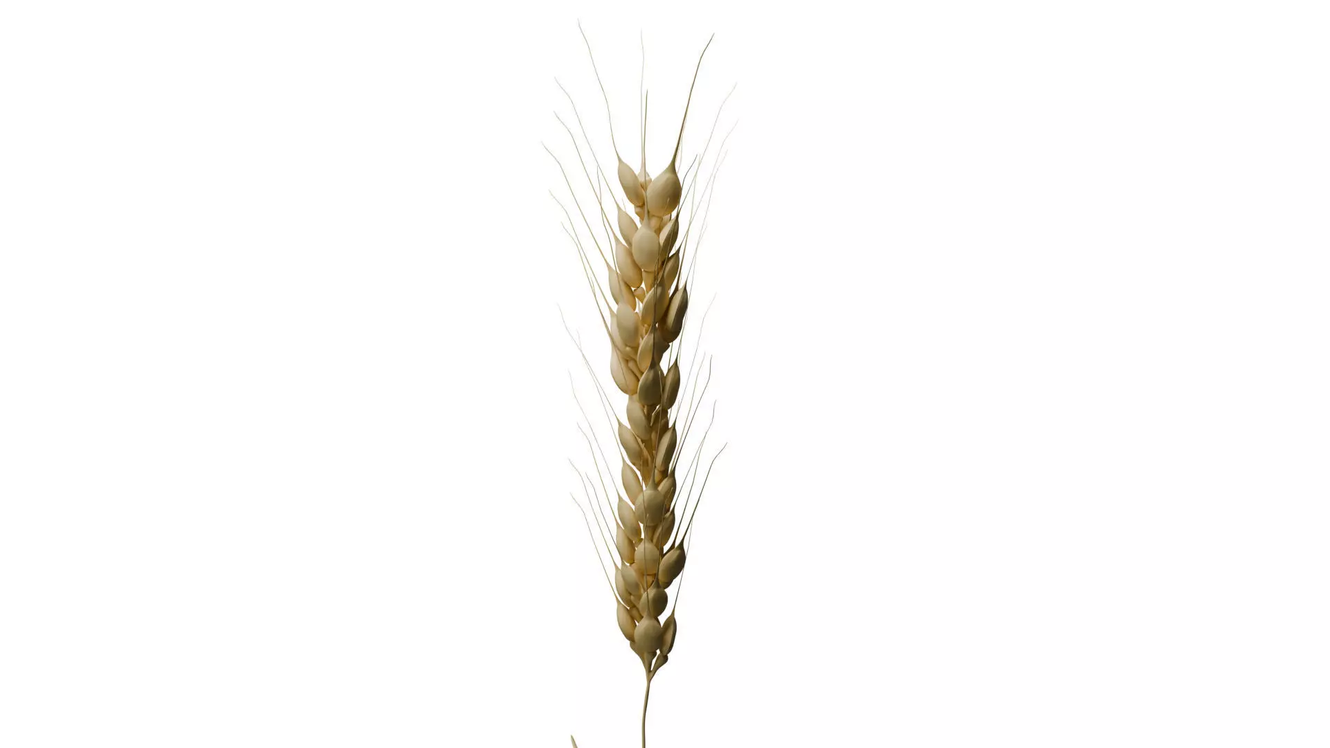 Ear of Wheat 3D model