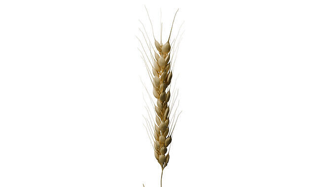Ear of Wheat 3D model