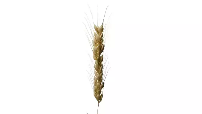 Ear of Wheat 3D model