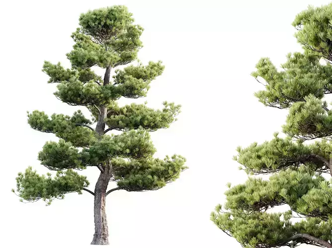 AV Plants Pinus Bonsai Sylvestris Pine Parviflora Contorta02