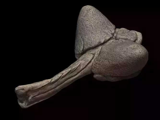 Anodontosaurus Tail Bone 3D print model