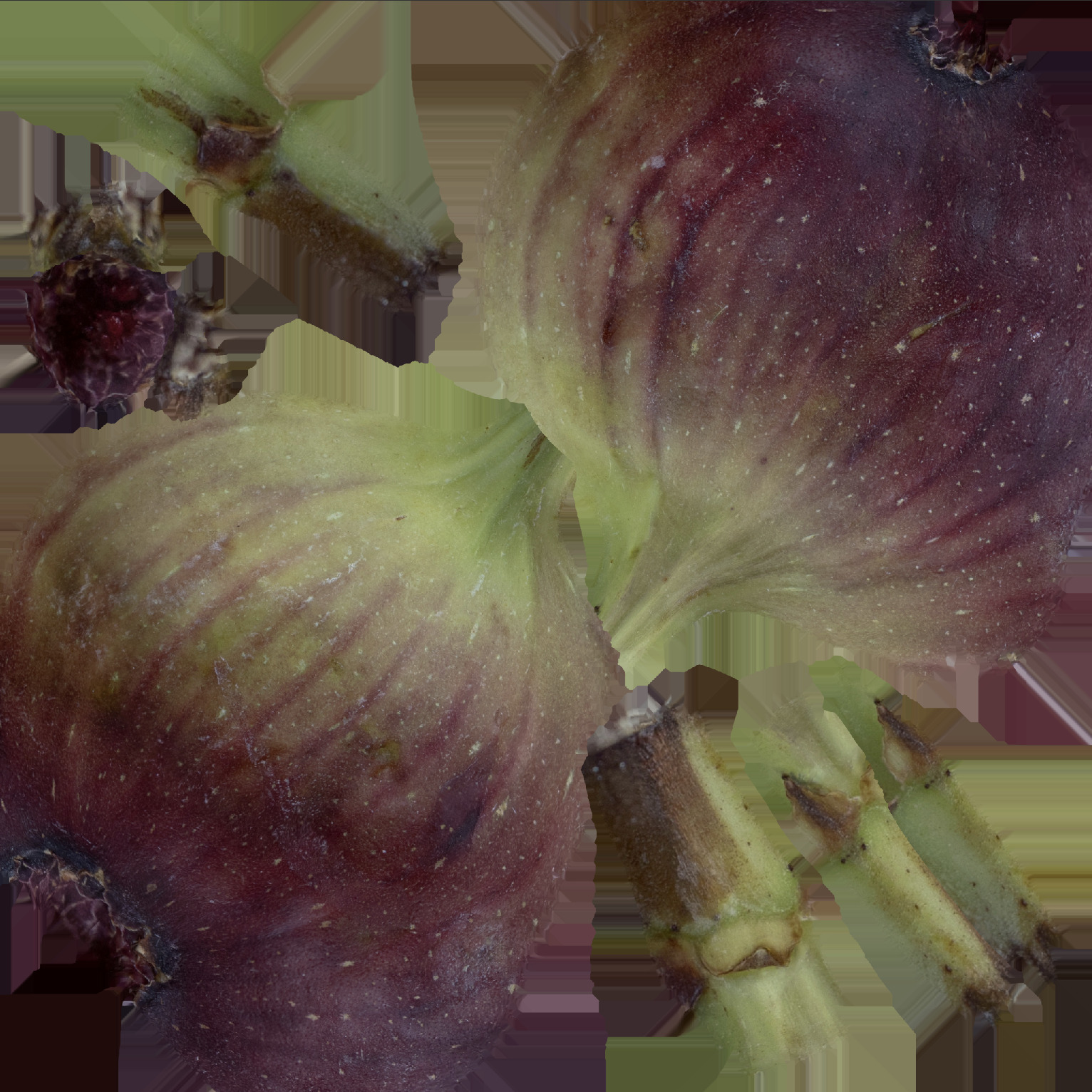 Fig Set 01 Low-poly 3D model_8