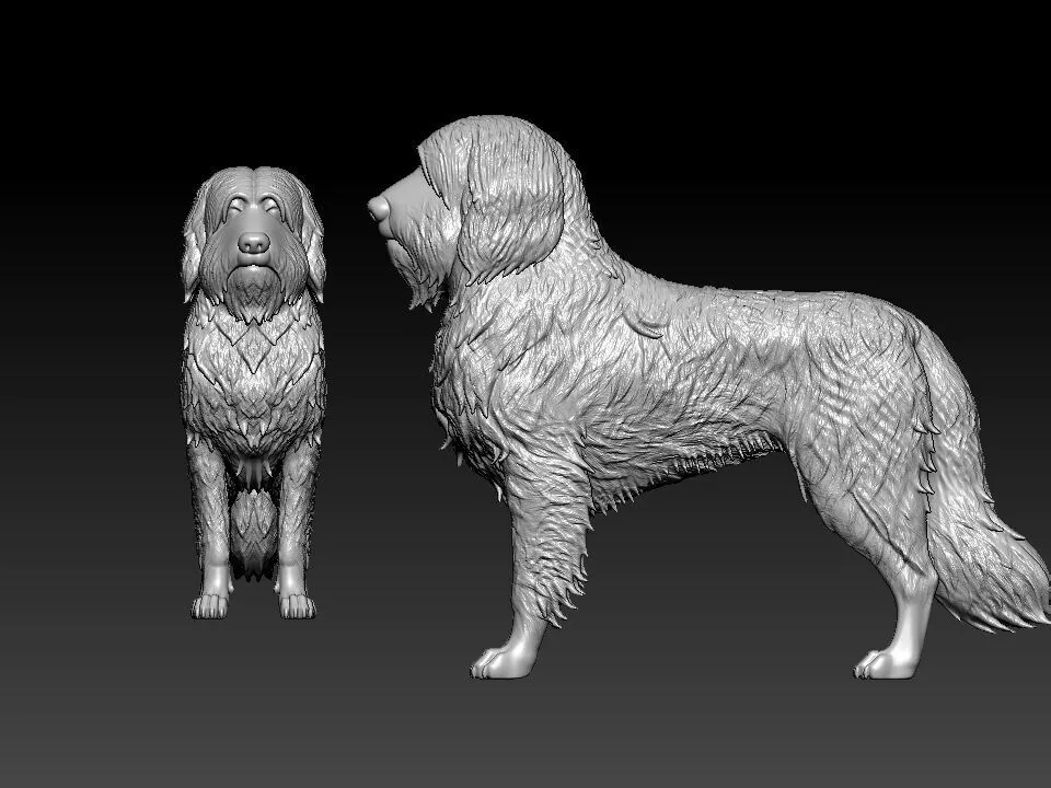 Bearded Collie - Mountain Collie model - 3D print 3D print model