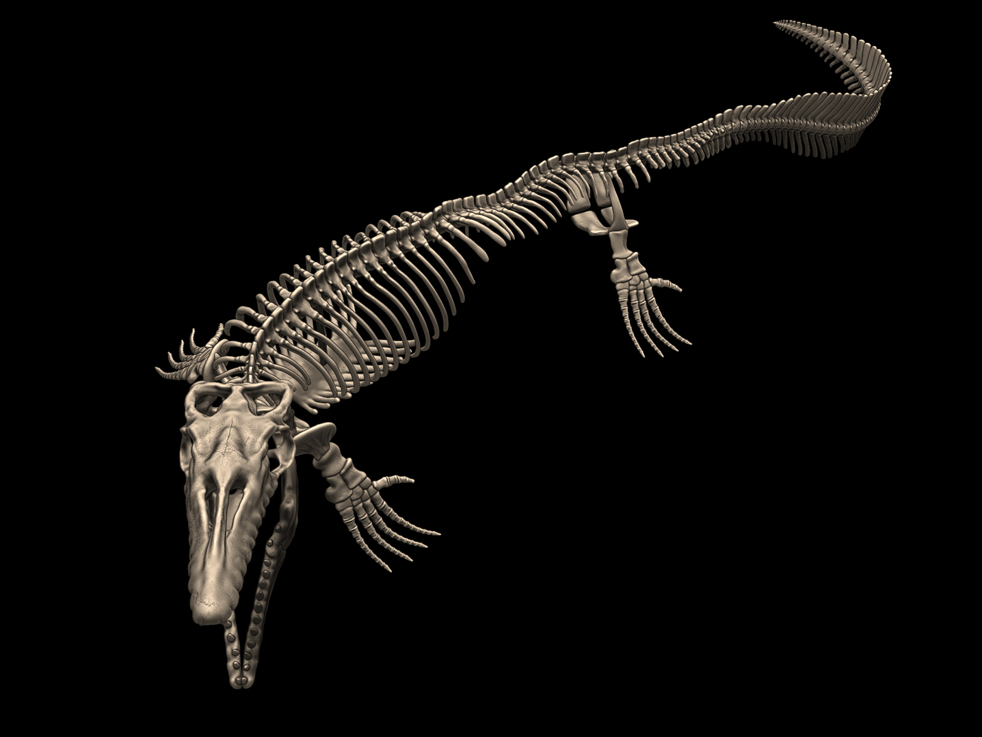 Mosasaurus Skeleton Posed 3D print model_3