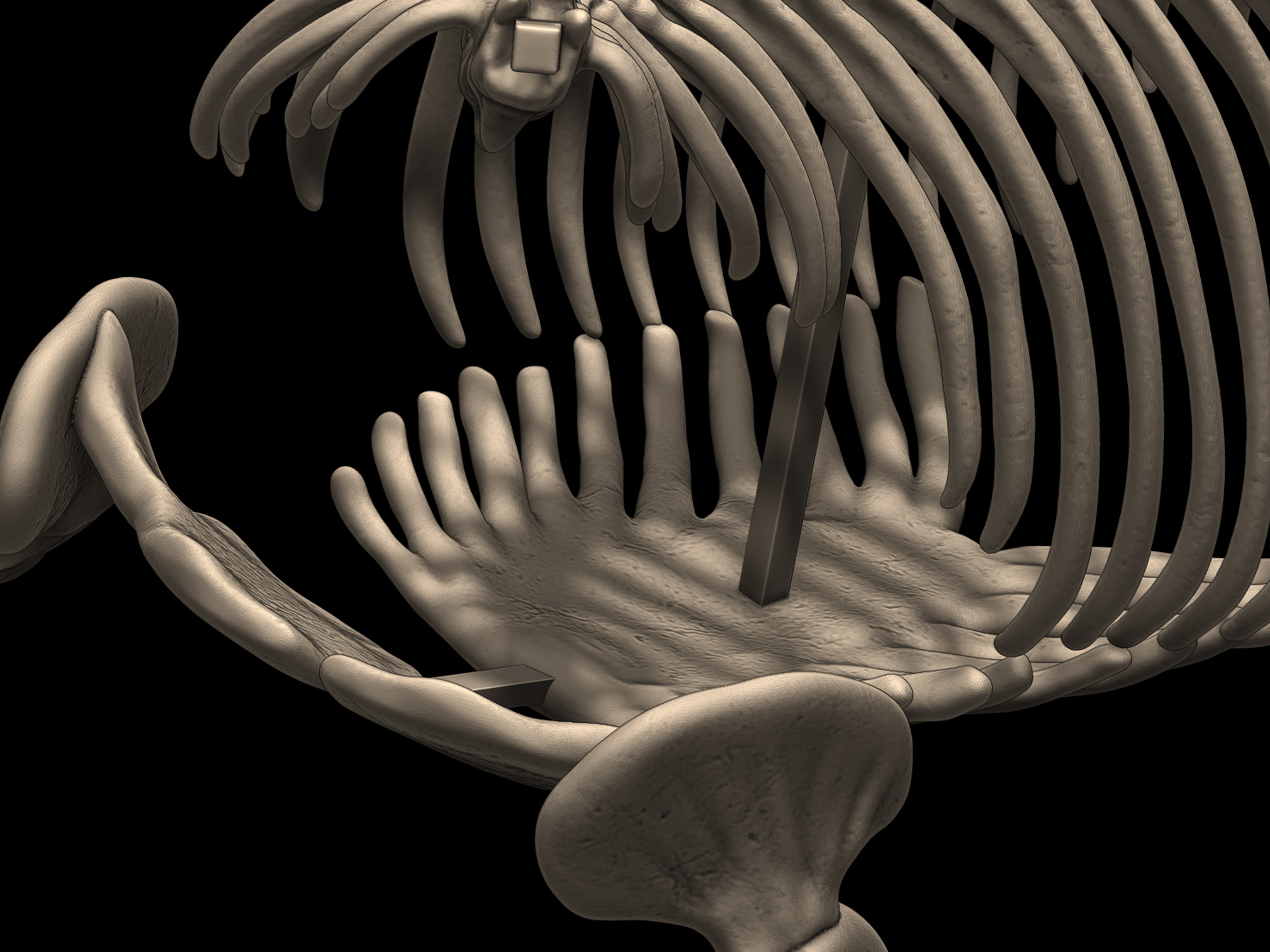 Mosasaurus Skeleton Posed 3D print model_7