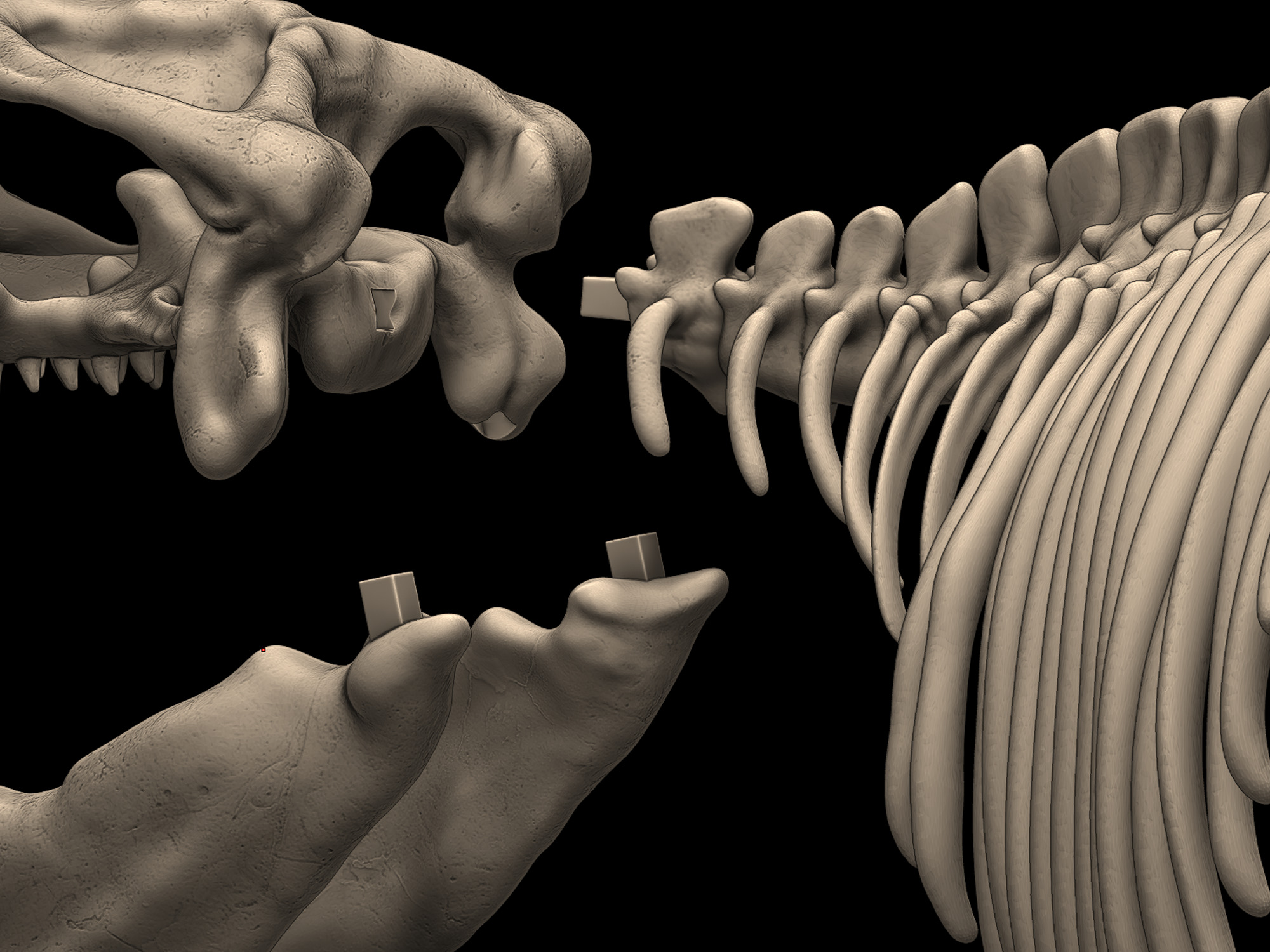 Mosasaurus Skeleton Posed 3D print model_6