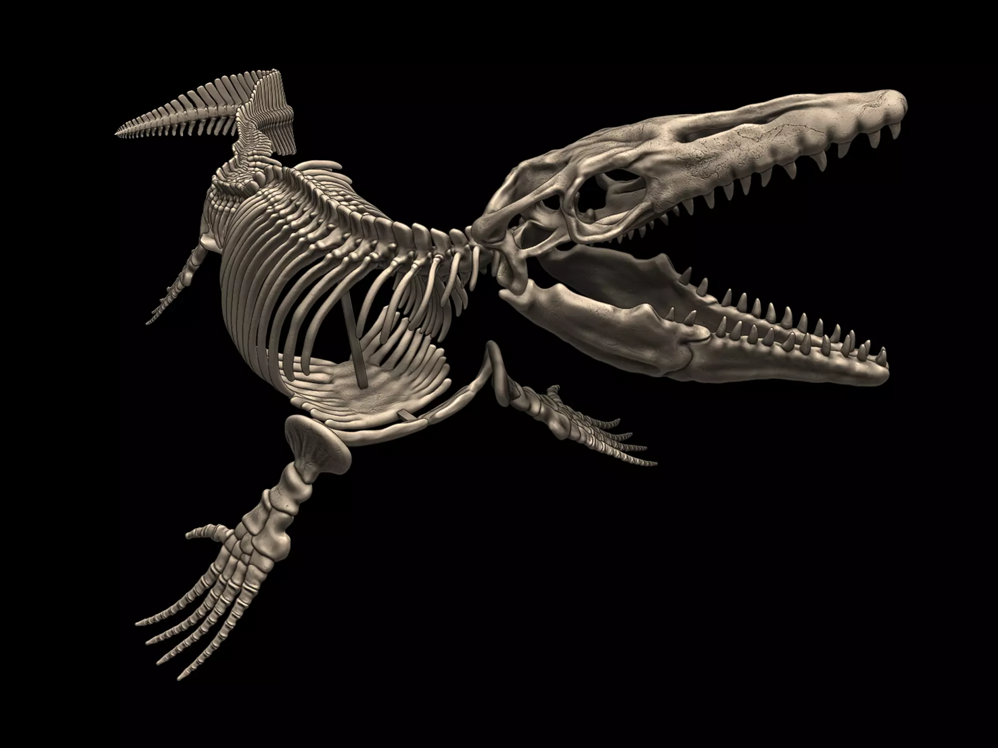 Mosasaurus Skeleton Posed 3D print model_0