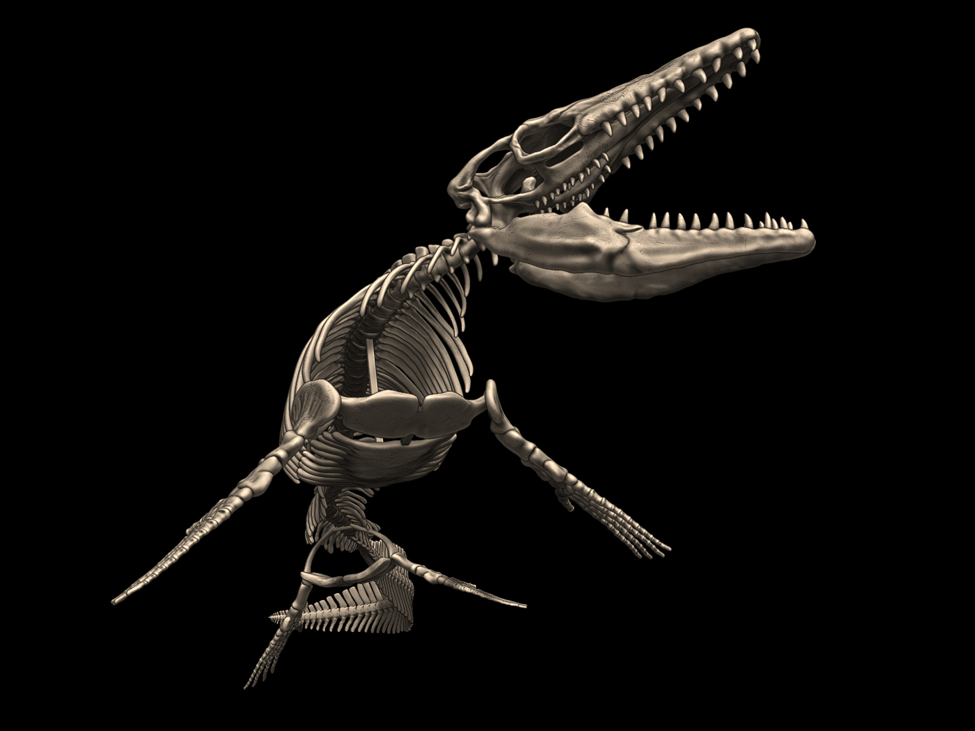 Mosasaurus Skeleton Posed 3D print model_2