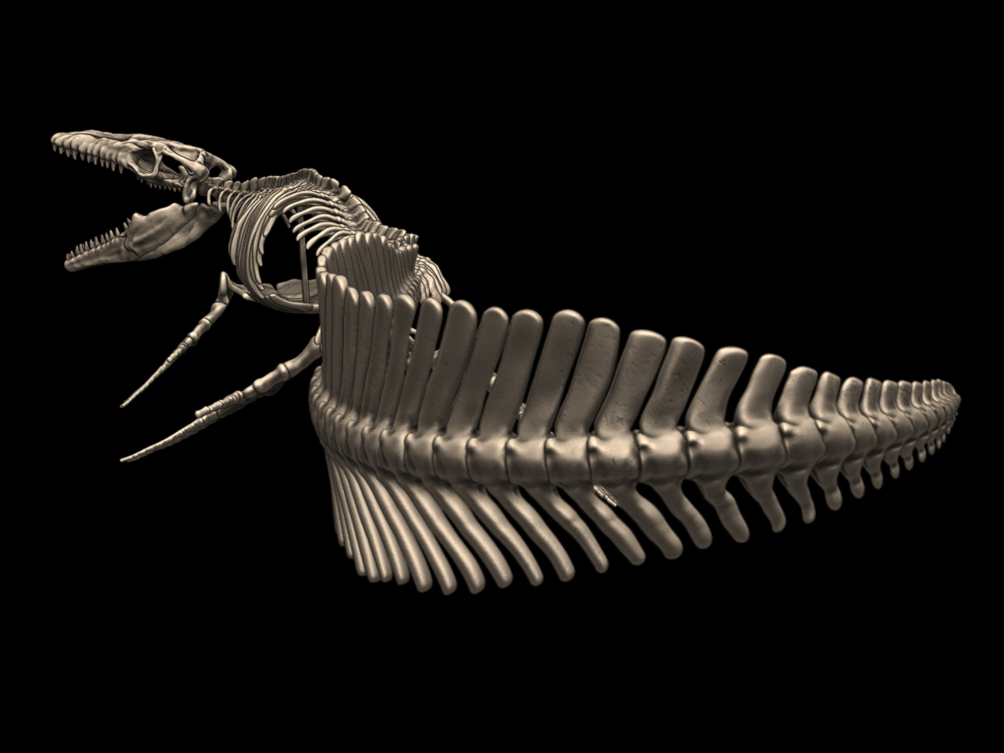 Mosasaurus Skeleton Posed 3D print model_4