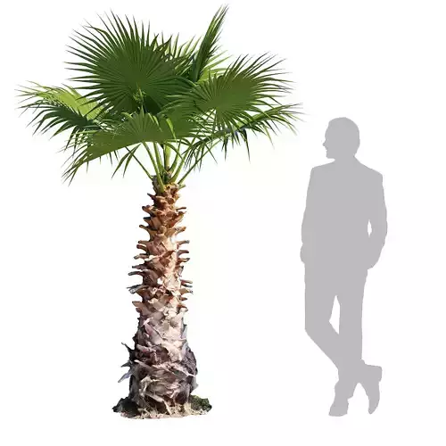 Washingtonia Robusta palm tree 3D model
