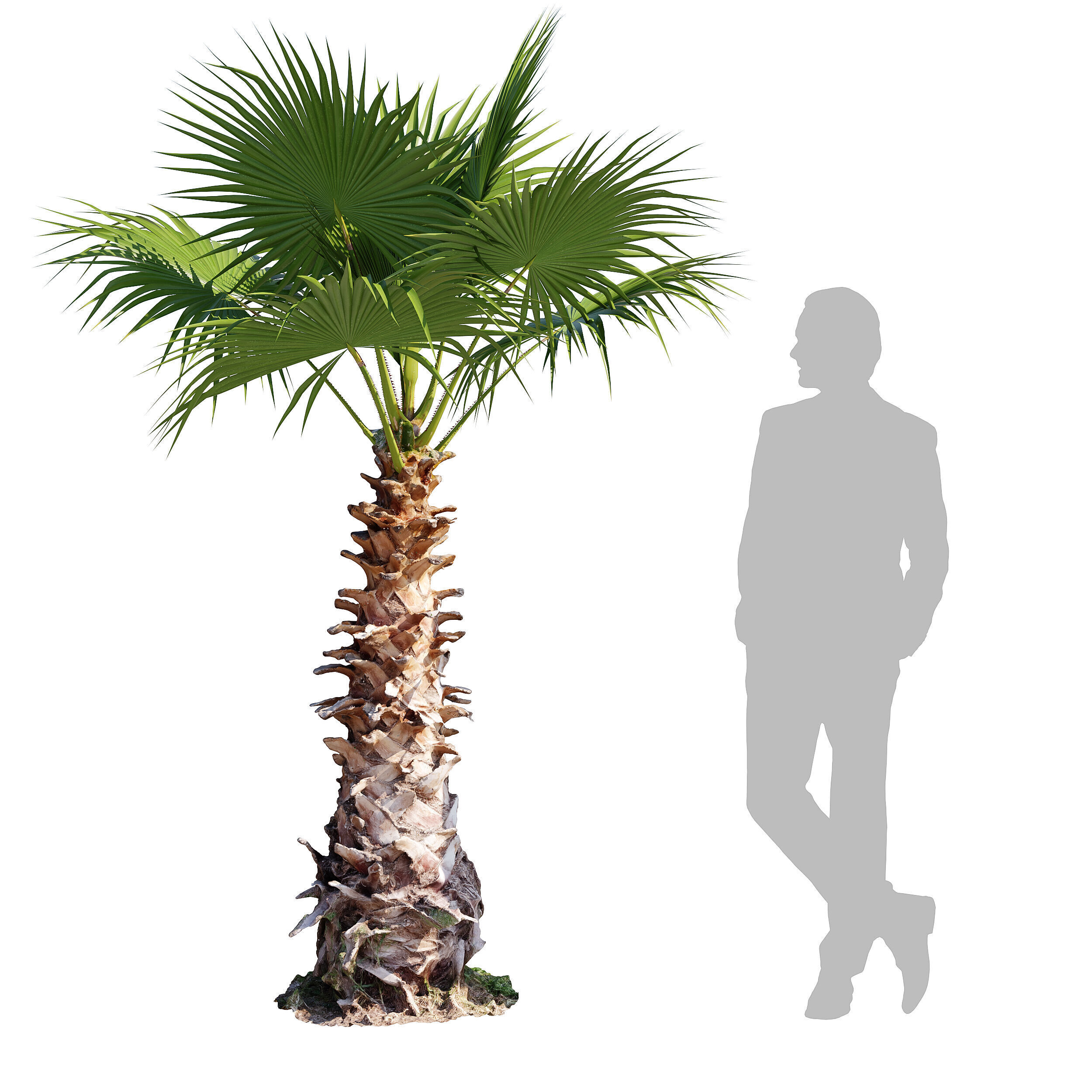 Washingtonia Robusta palm tree 3D model_0