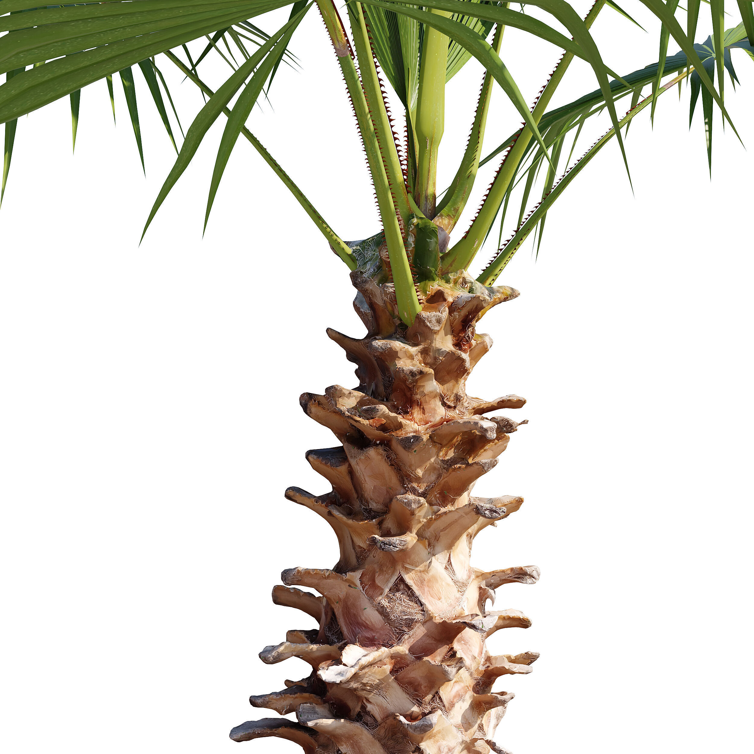 Washingtonia Robusta palm tree 3D model_3