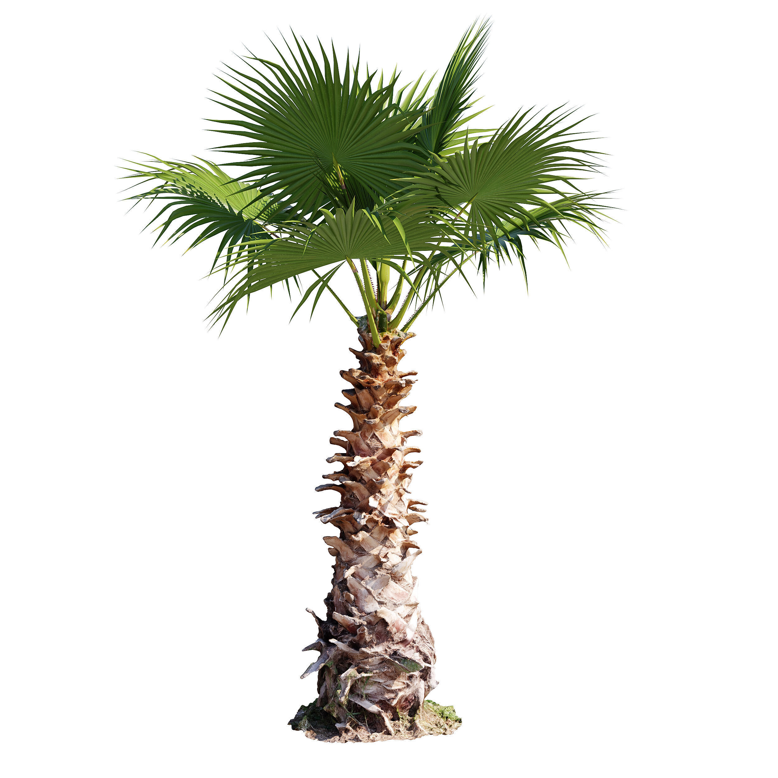 Washingtonia Robusta palm tree 3D model_2