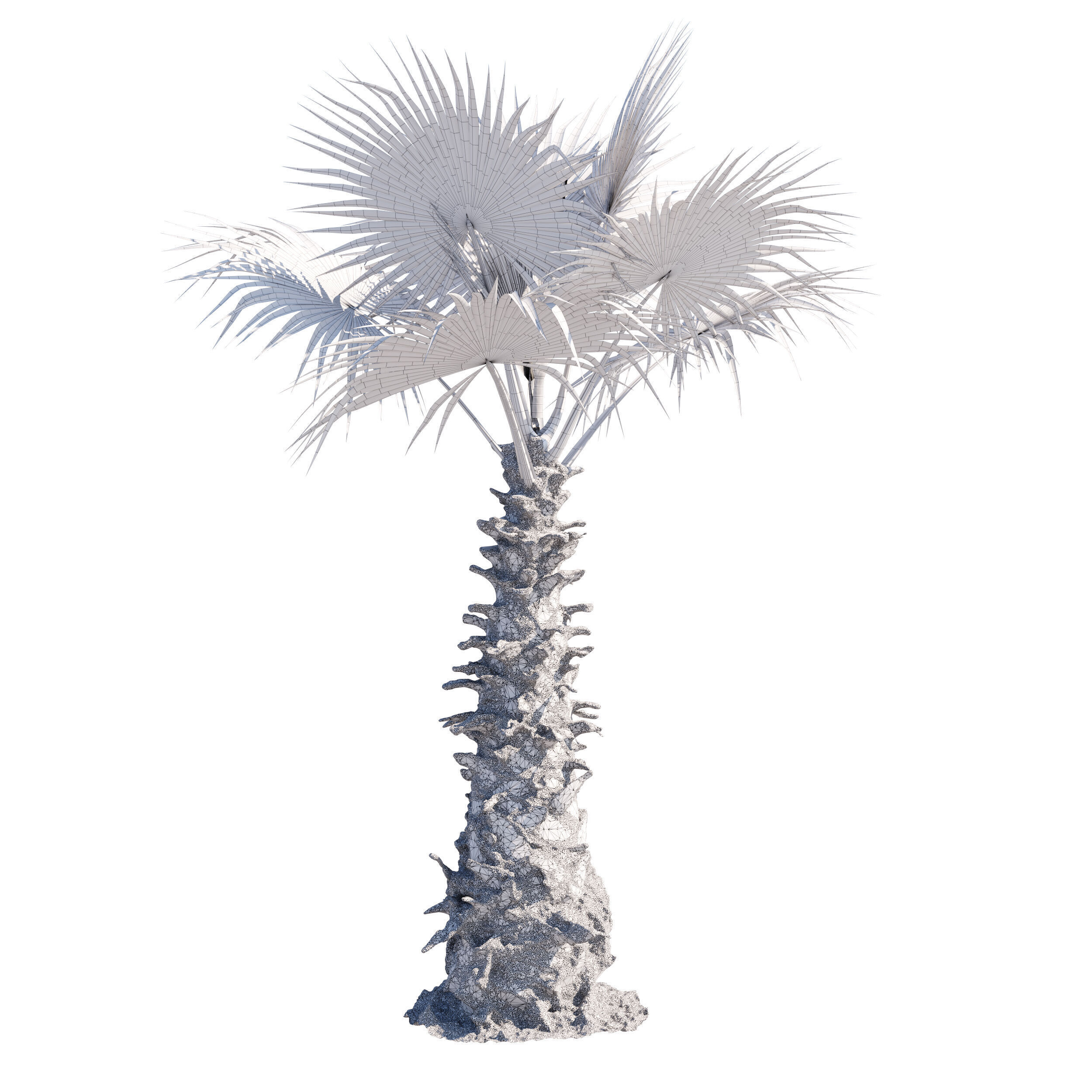 Washingtonia Robusta palm tree 3D model_4