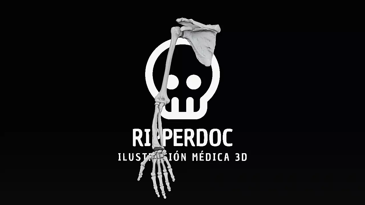 Upper Limb 3D print model