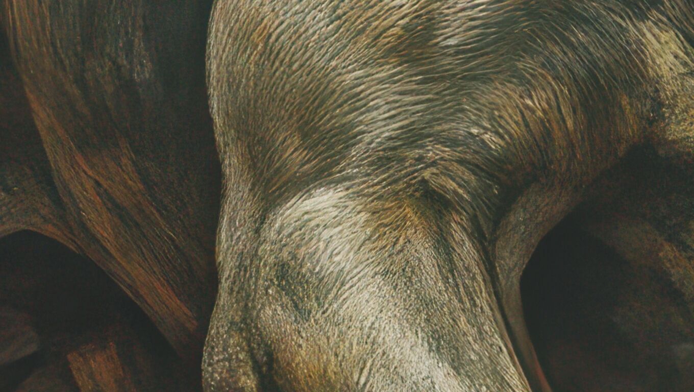 16K Base Color Texture Dog and Serpent Mural Ultra HD  Texture_19