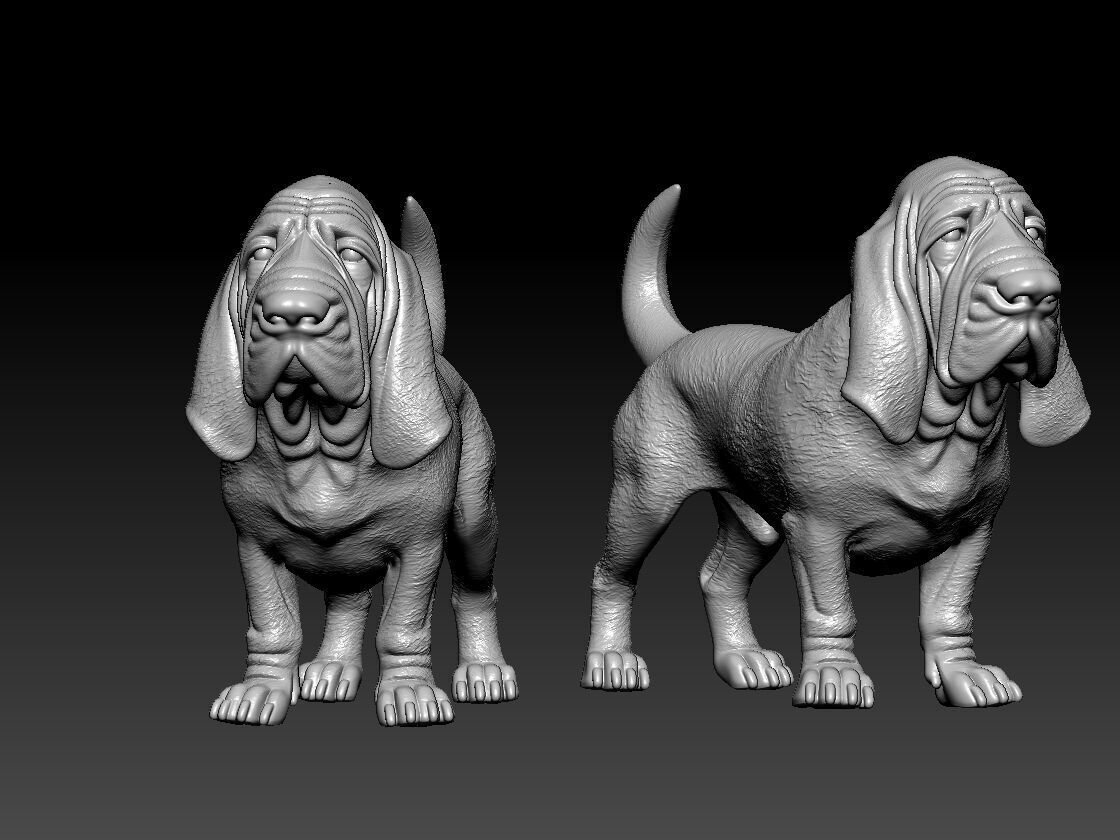 Bloodhound - St Hubert Hound model - 3D print 3D print model_1