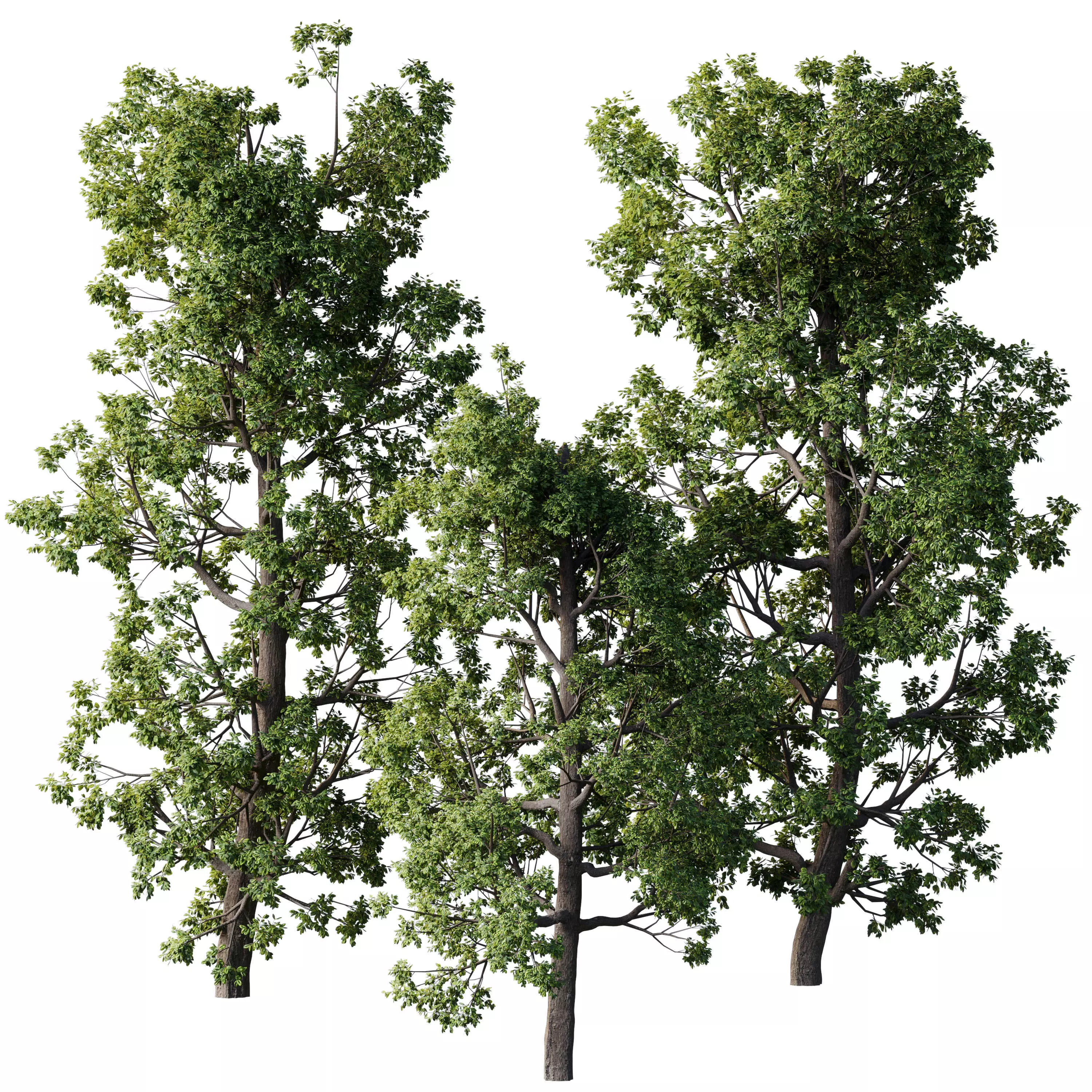 Broadleaf Tree Set 08 3D model_0