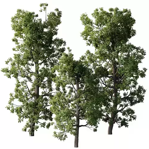 Broadleaf Tree Set 08 3D model