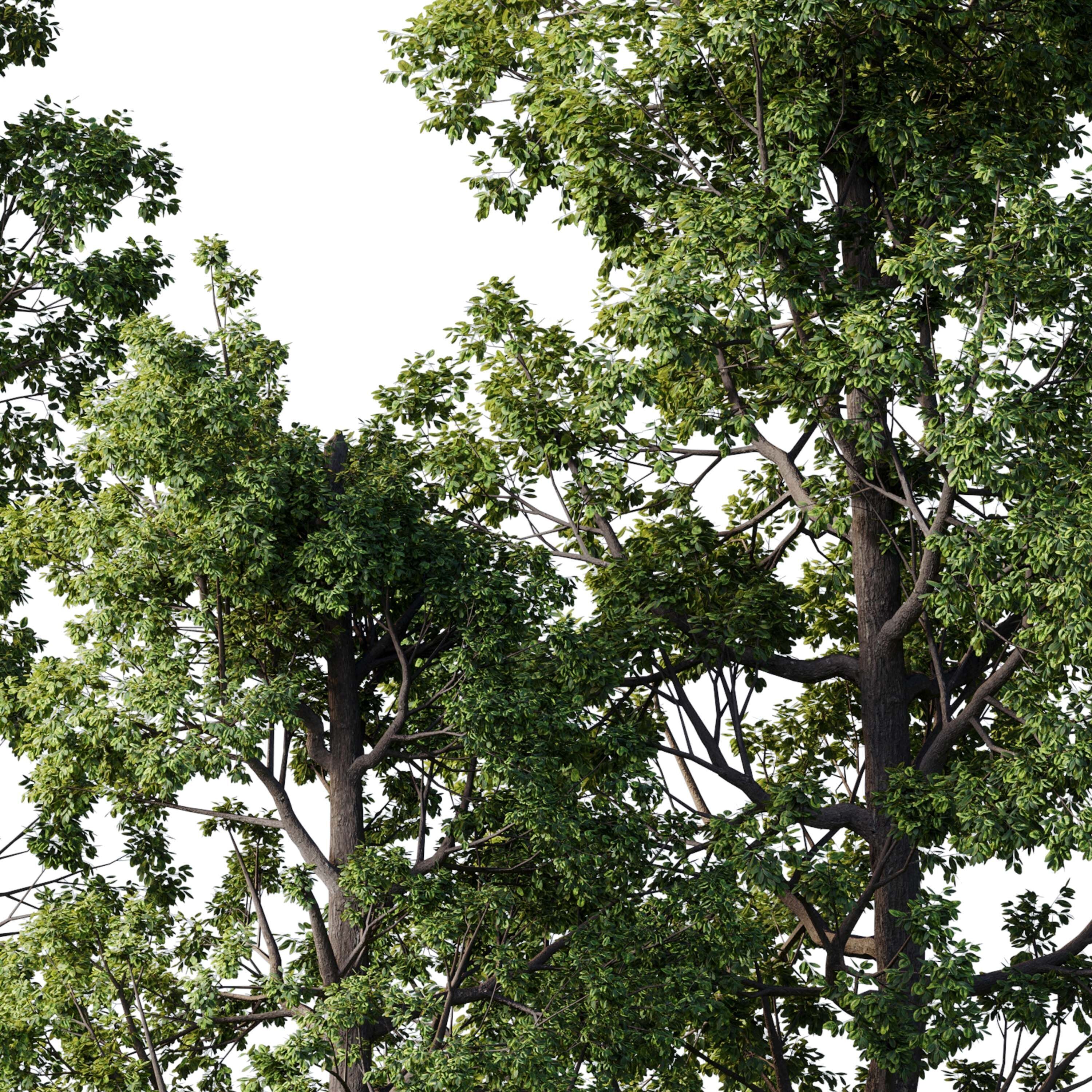 Broadleaf Tree Set 08 3D model_2