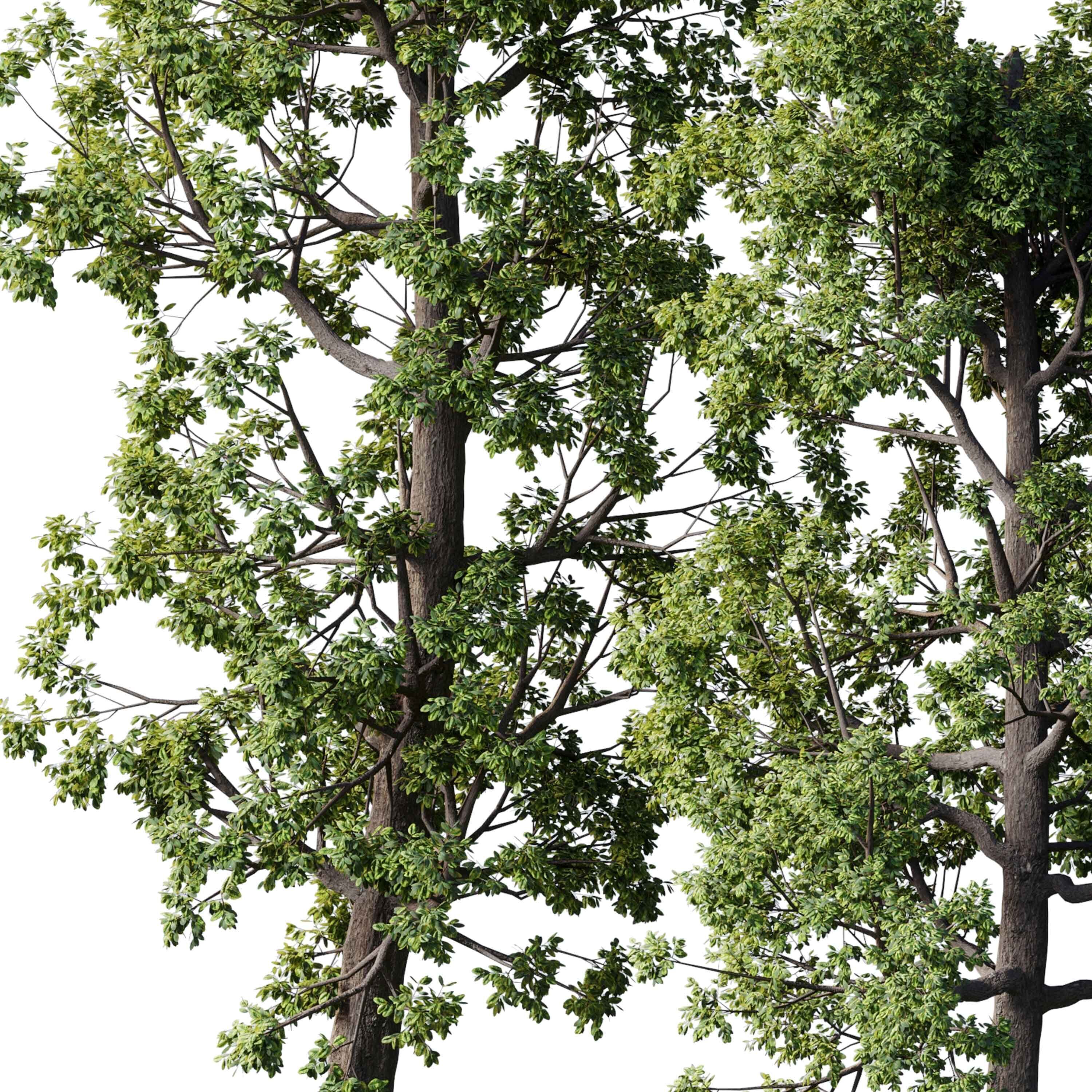 Broadleaf Tree Set 08 3D model_3