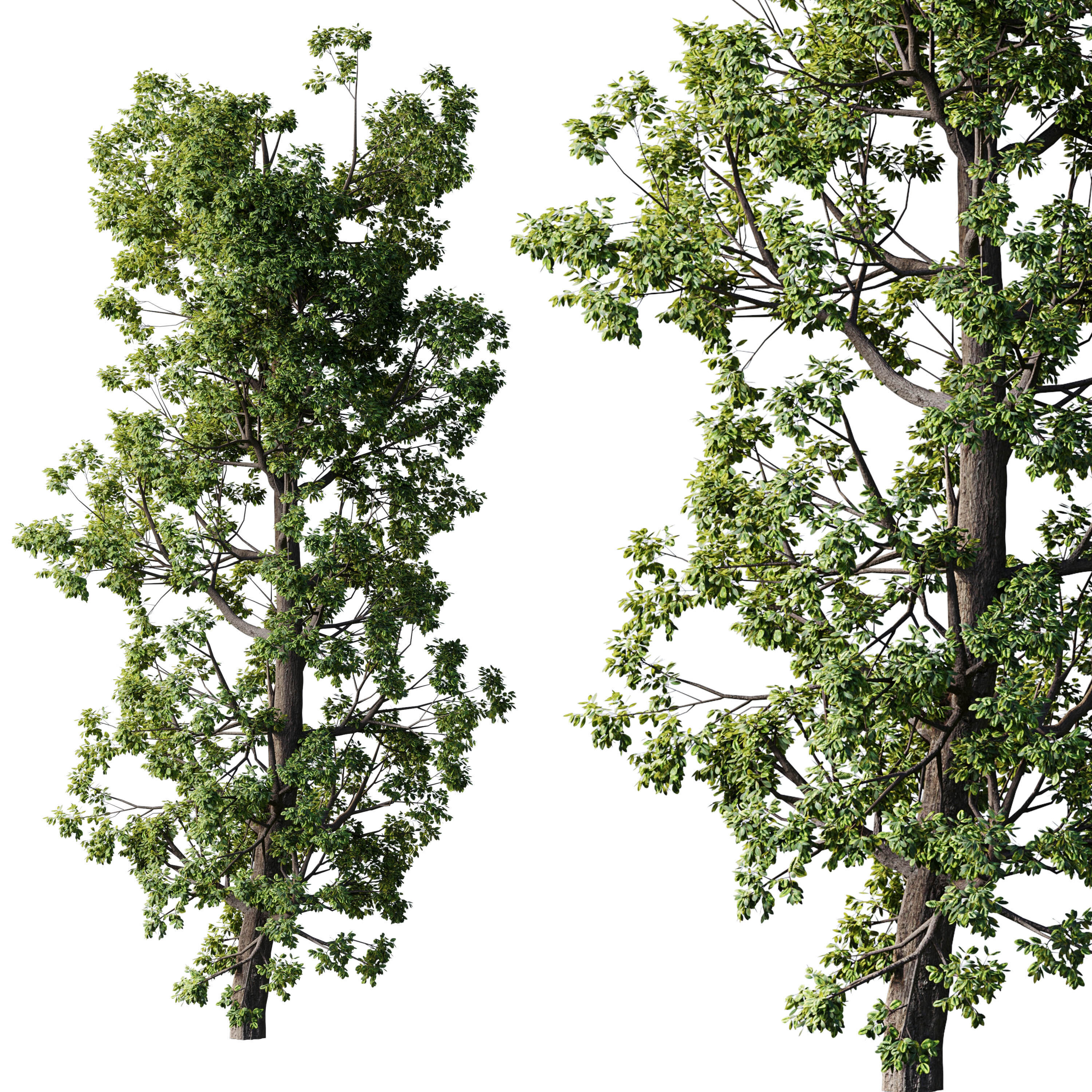 Broadleaf Tree Set 08 3D model_4