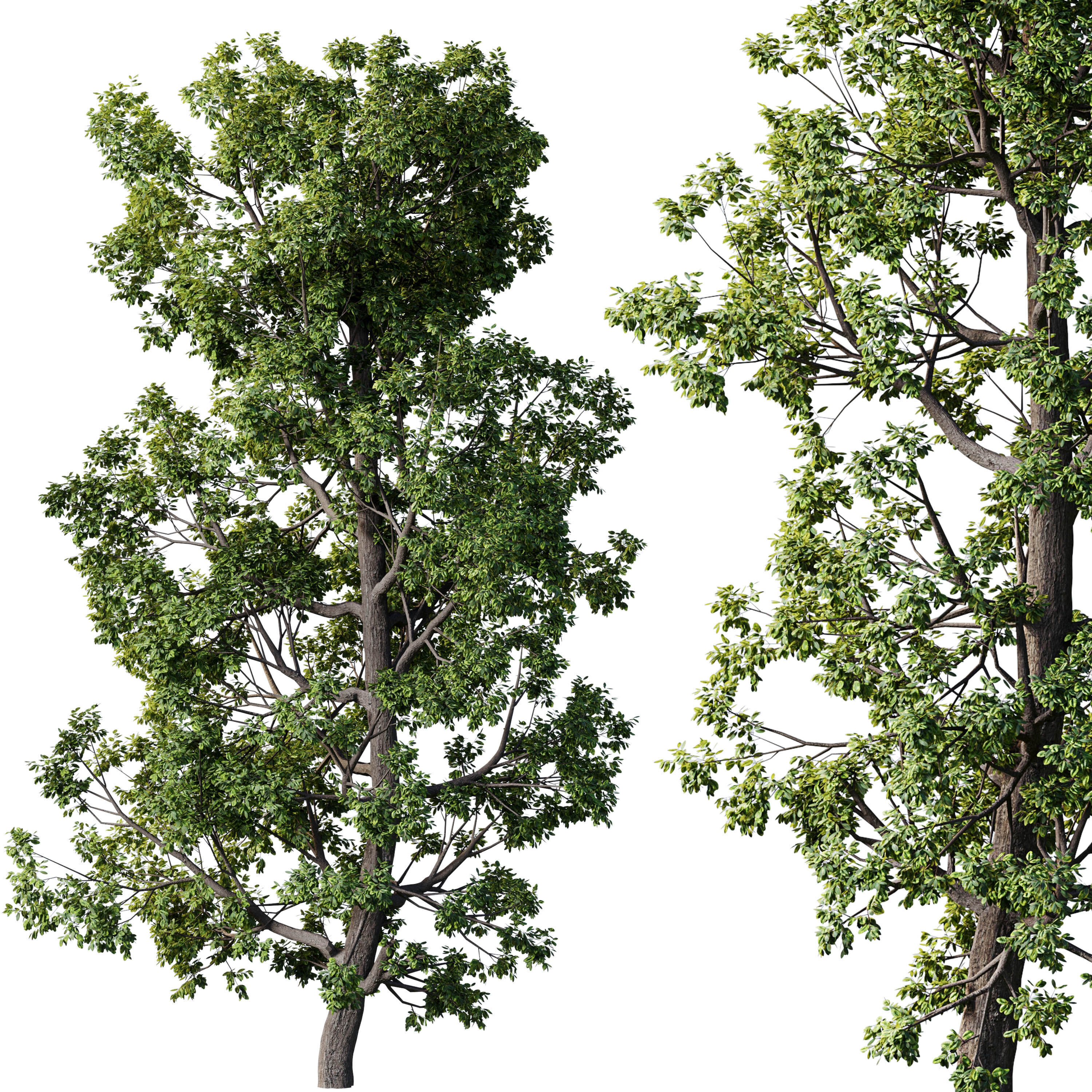 Broadleaf Tree Set 08 3D model_5
