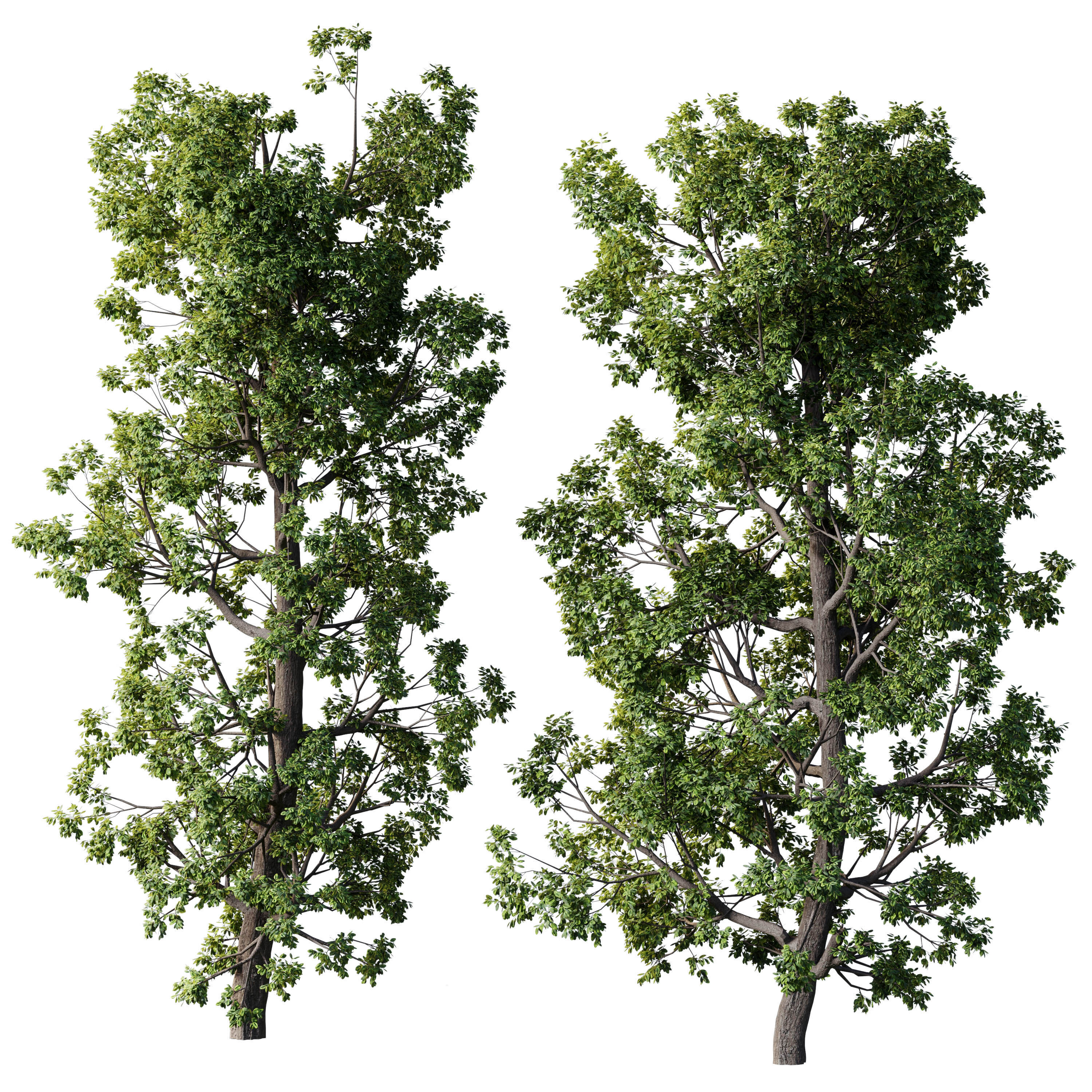 Broadleaf Tree Set 08 3D model_1