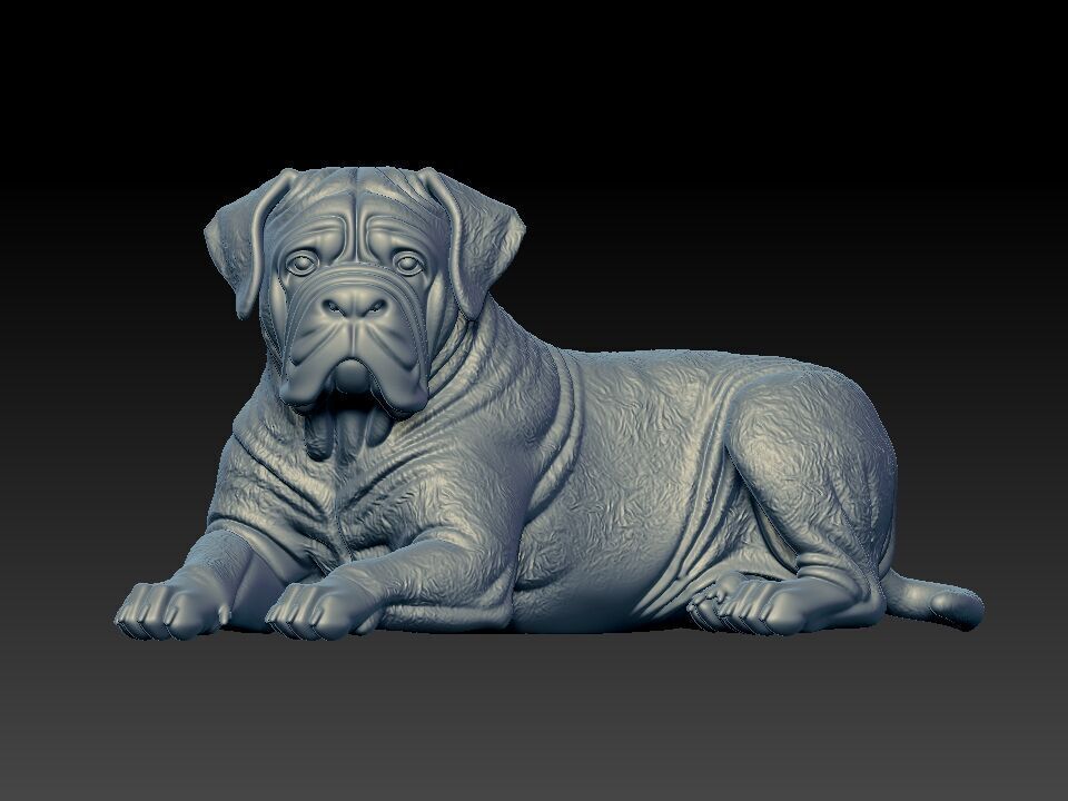 Cane Corso lying - English Mastiff model - 3D print 3D print model_2