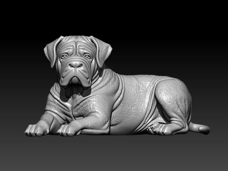 Cane Corso lying - English Mastiff model - 3D print 3D print model_1