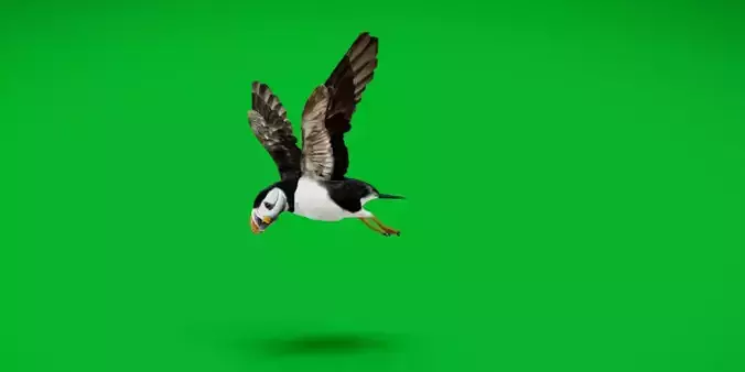 Atlantic Puffin Seabird Low-poly 3D model