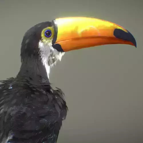 Toco Toucan 3D model