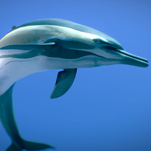 Short-beaked Common Dolphin 3D model