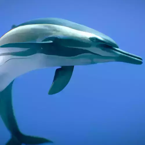 Short-beaked Common Dolphin