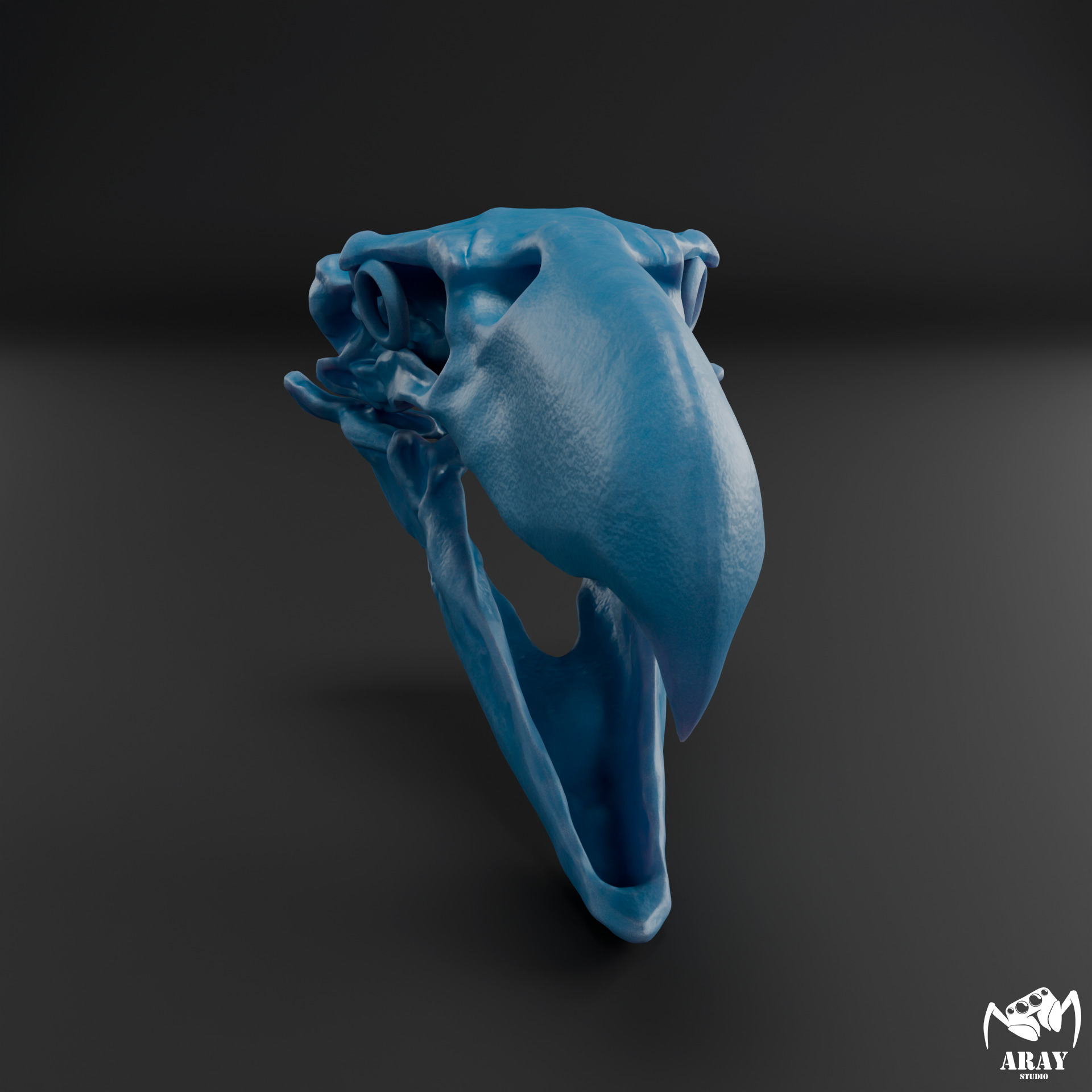 Kelenken guillermoi - terror bird skull 3D print model_7