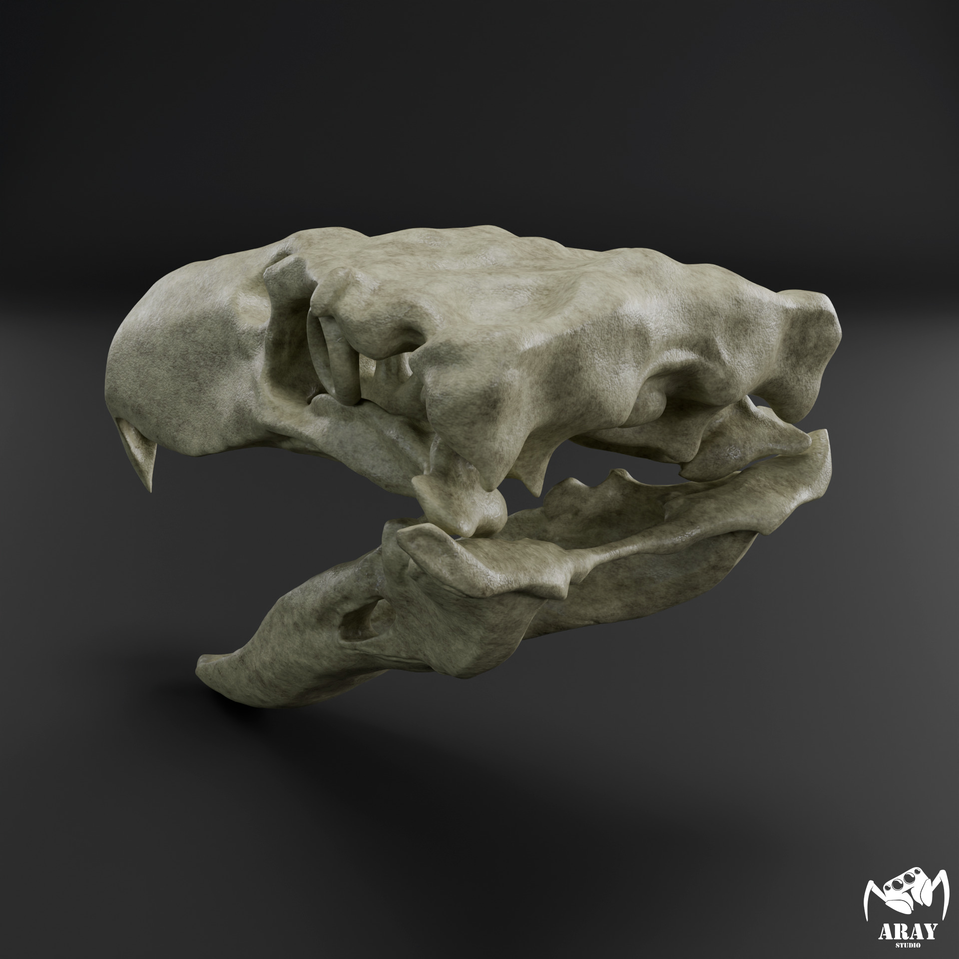 Kelenken guillermoi - terror bird skull 3D print model_4
