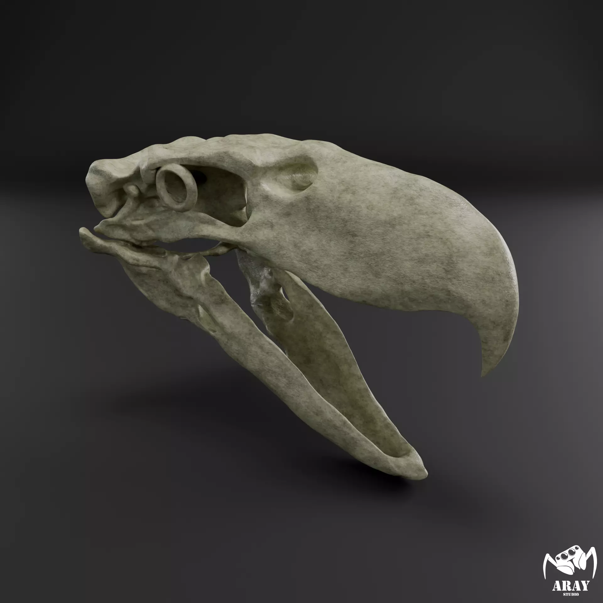 Kelenken guillermoi - terror bird skull 3D print model_0