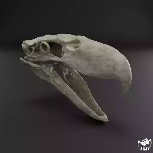 Kelenken guillermoi - terror bird skull