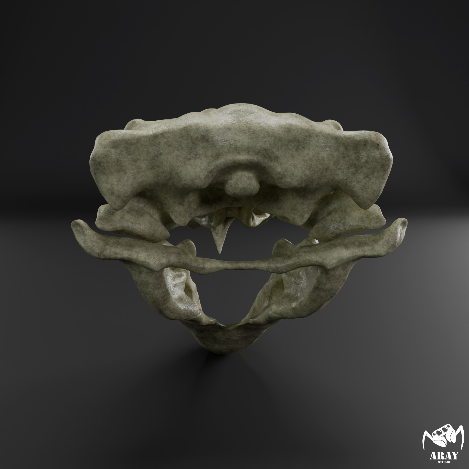 Kelenken guillermoi - terror bird skull 3D print model_5