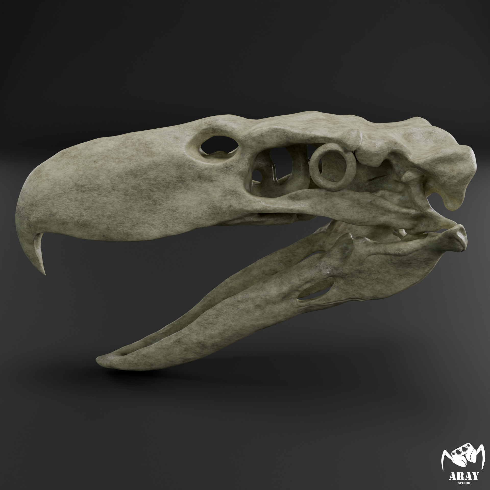 Kelenken guillermoi - terror bird skull 3D print model_3