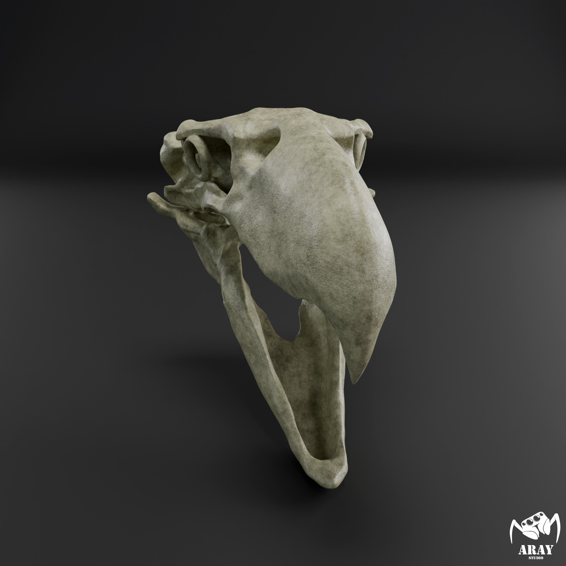 Kelenken guillermoi - terror bird skull 3D print model_1
