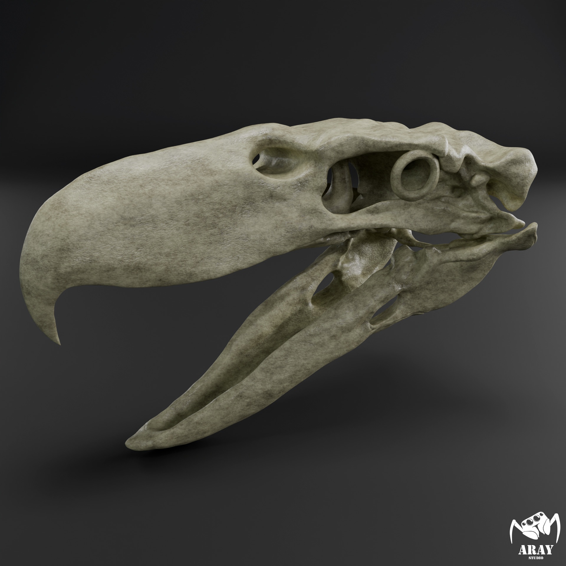 Kelenken guillermoi - terror bird skull 3D print model_2
