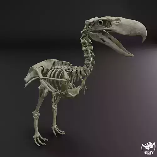 Kelenken guillermoi - terror bird skeleton